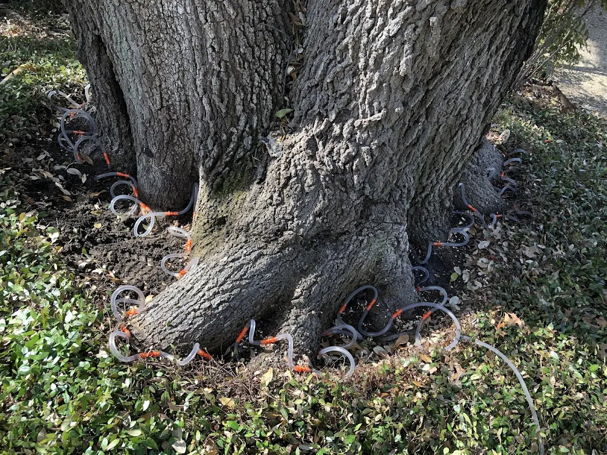 Detailed Tree Cabling and Bracing job site in Glen Daniel