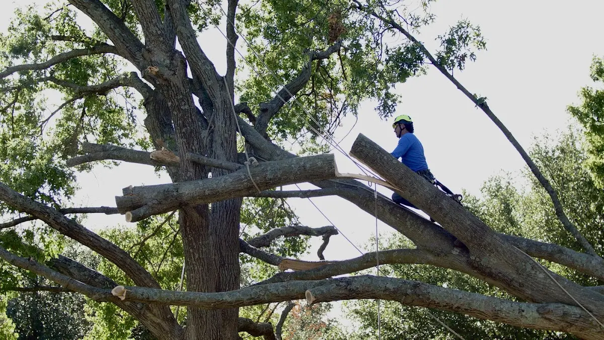 Professional Crown Thinning performed by certified arborists in Glen Daniel