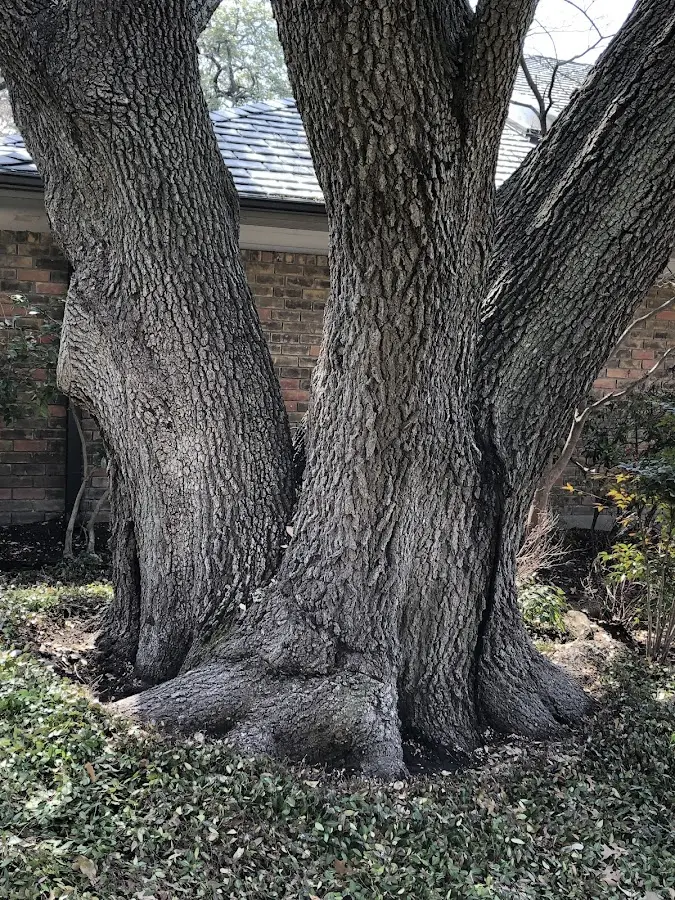 Mature heritage tree close to a Glen Daniel property cared for by certified arborists